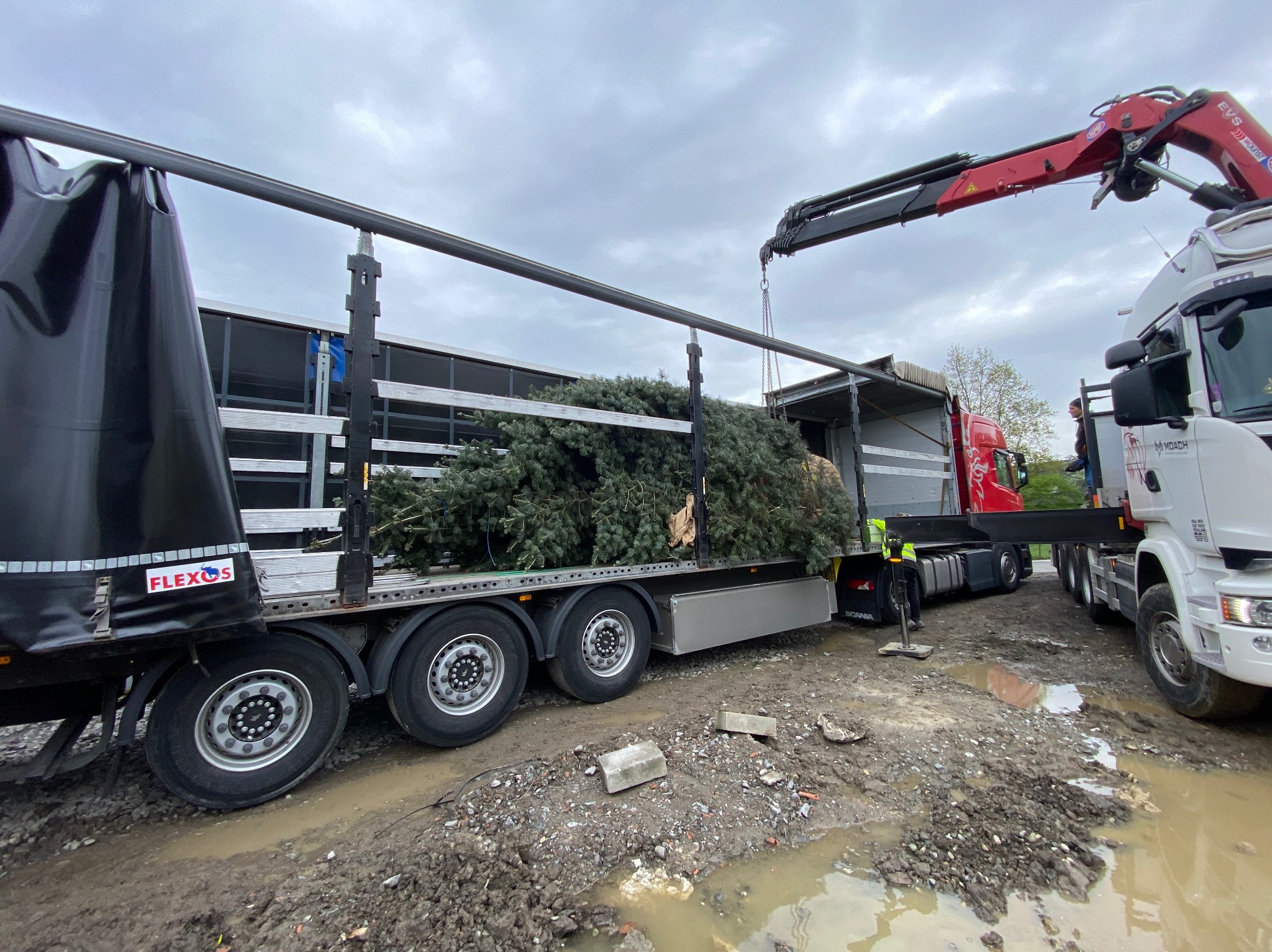 Załadunek przyciętych gałęzi drzew na ciężarówkę z dźwigiem na błotnistym terenie.