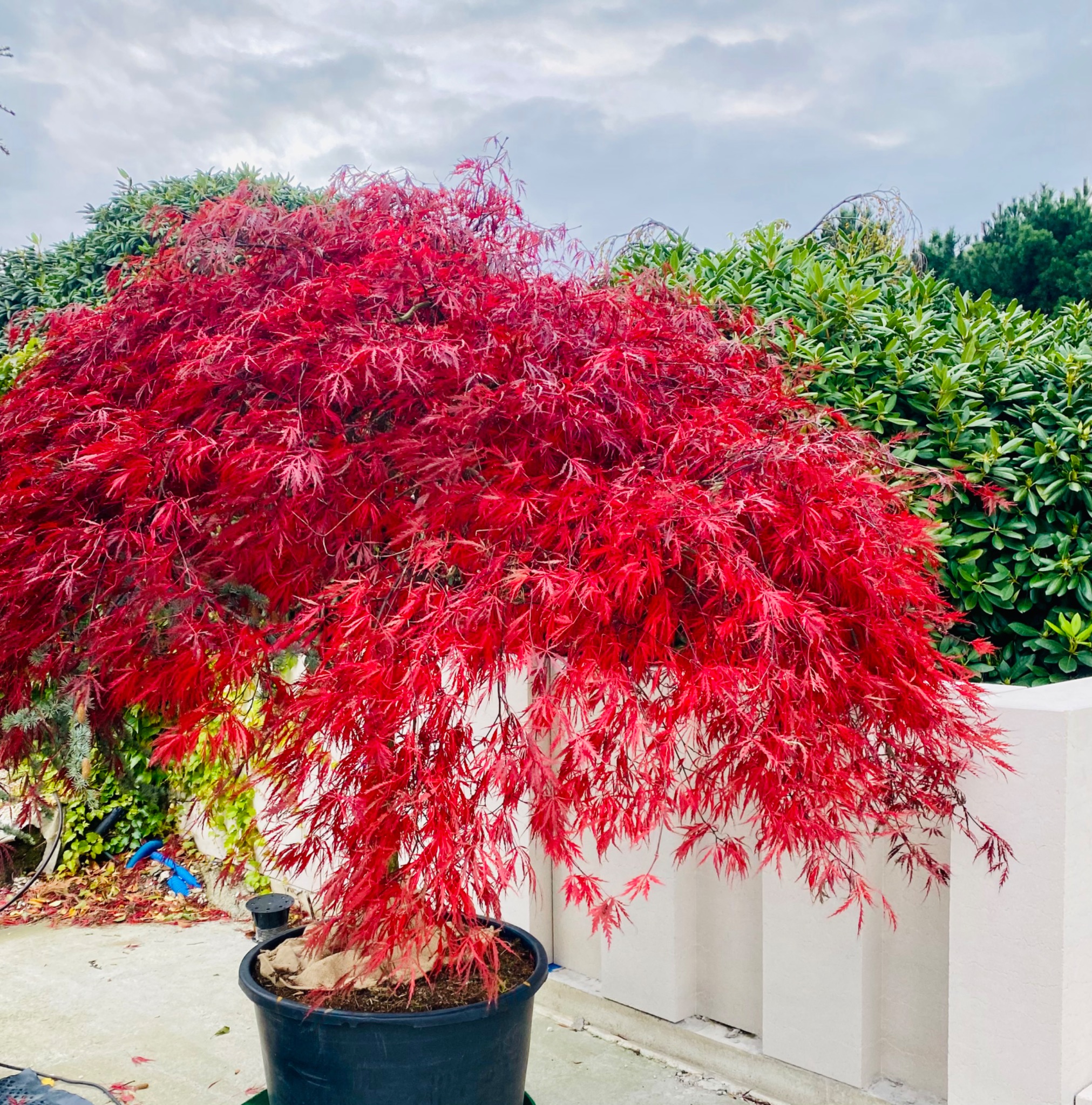 Klon palmowy 'Dissectum Atropurpureum' w czarnej donicy, z intensywnie czerwonymi liśćmi, na tle białego murku i zielonych krzewów.