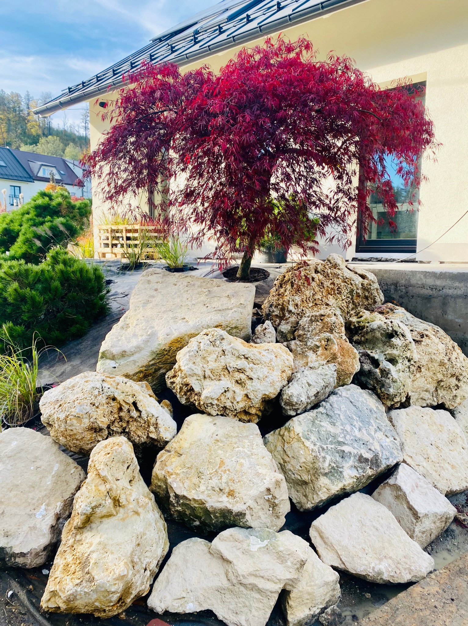 Kaskada z jasnych kamieni wapiennych ułożona przed nowoczesnym domem z czerwonym klonem palmowym, element dekoracyjny ogrodu.