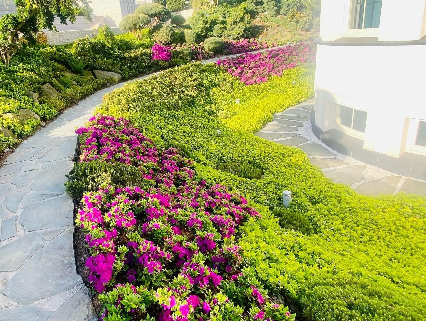 Kaskadowy ogród z kwitnącymi różowymi azaliami, ścieżką z nieregularnych płyt kamiennych i formowanymi krzewami, przylegający do białego budynku z zaokrąglonym narożnikiem i oknami.