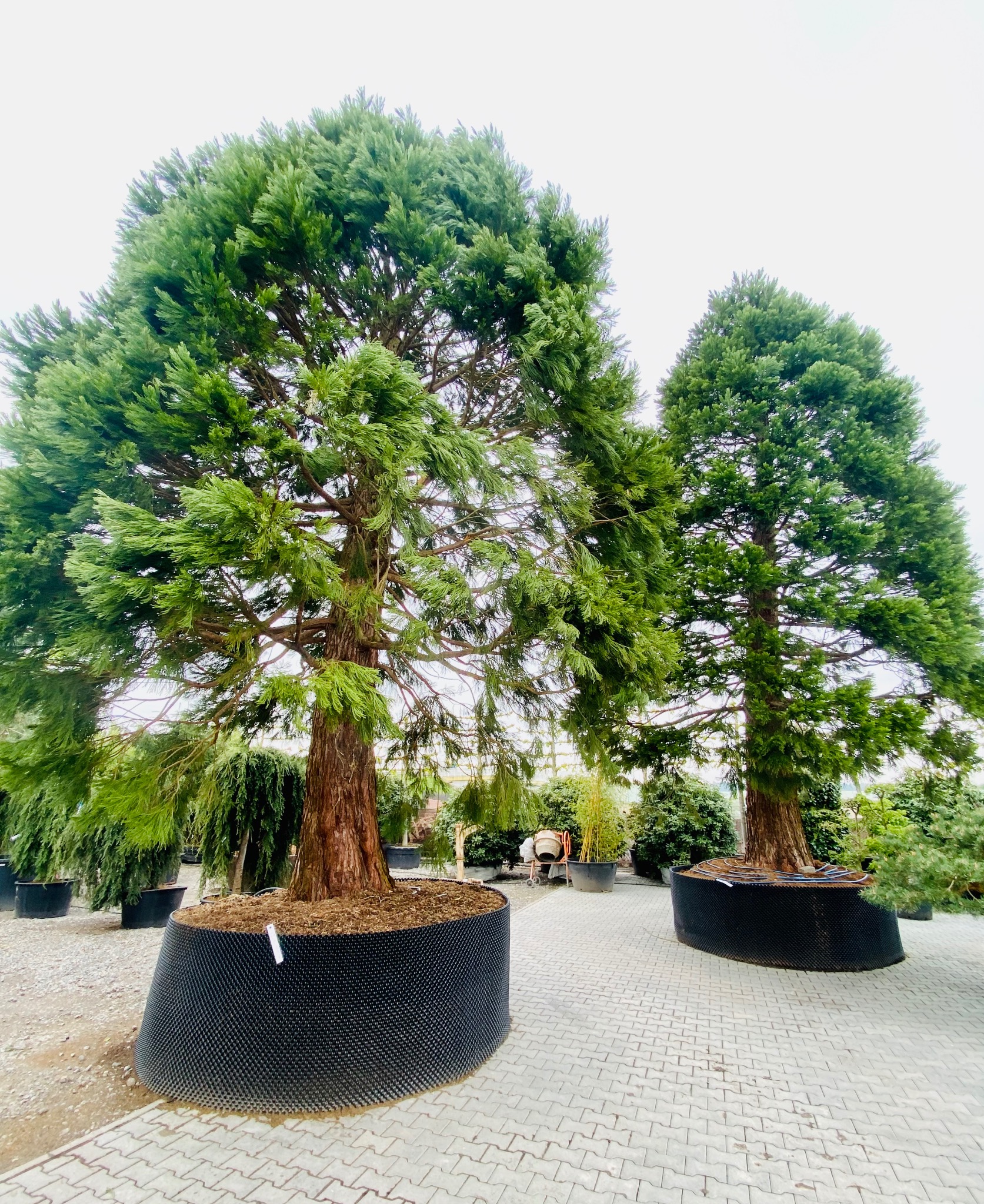 Dwa duże drzewa iglaste, prawdopodobnie sekwoje, posadzone w czarnych, perforowanych donicach na brukowanym placu szkółki roślin.