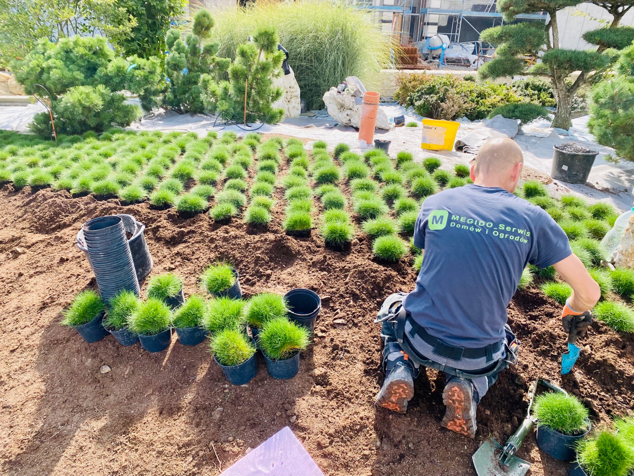 Pracownik w trakcie sadzenia kępek trawy ozdobnej na przygotowanym terenie, widoczne rzędy posadzonych roślin i doniczki z sadzonkami, w tle inne rośliny ogrodowe.
