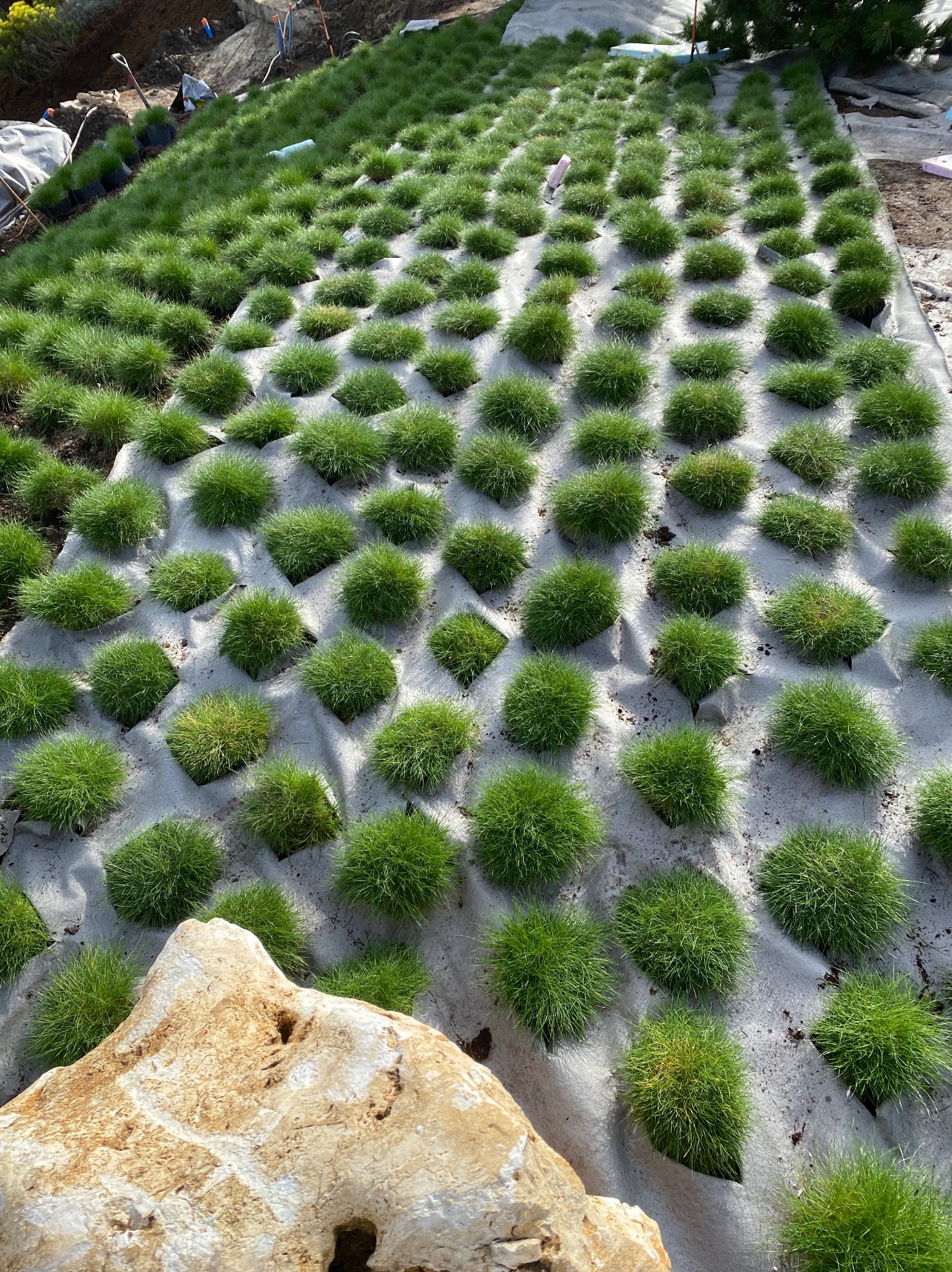 Układanie trawy w kępkach na geowłókninie na zboczu, widoczny fragment jasnego kamienia.