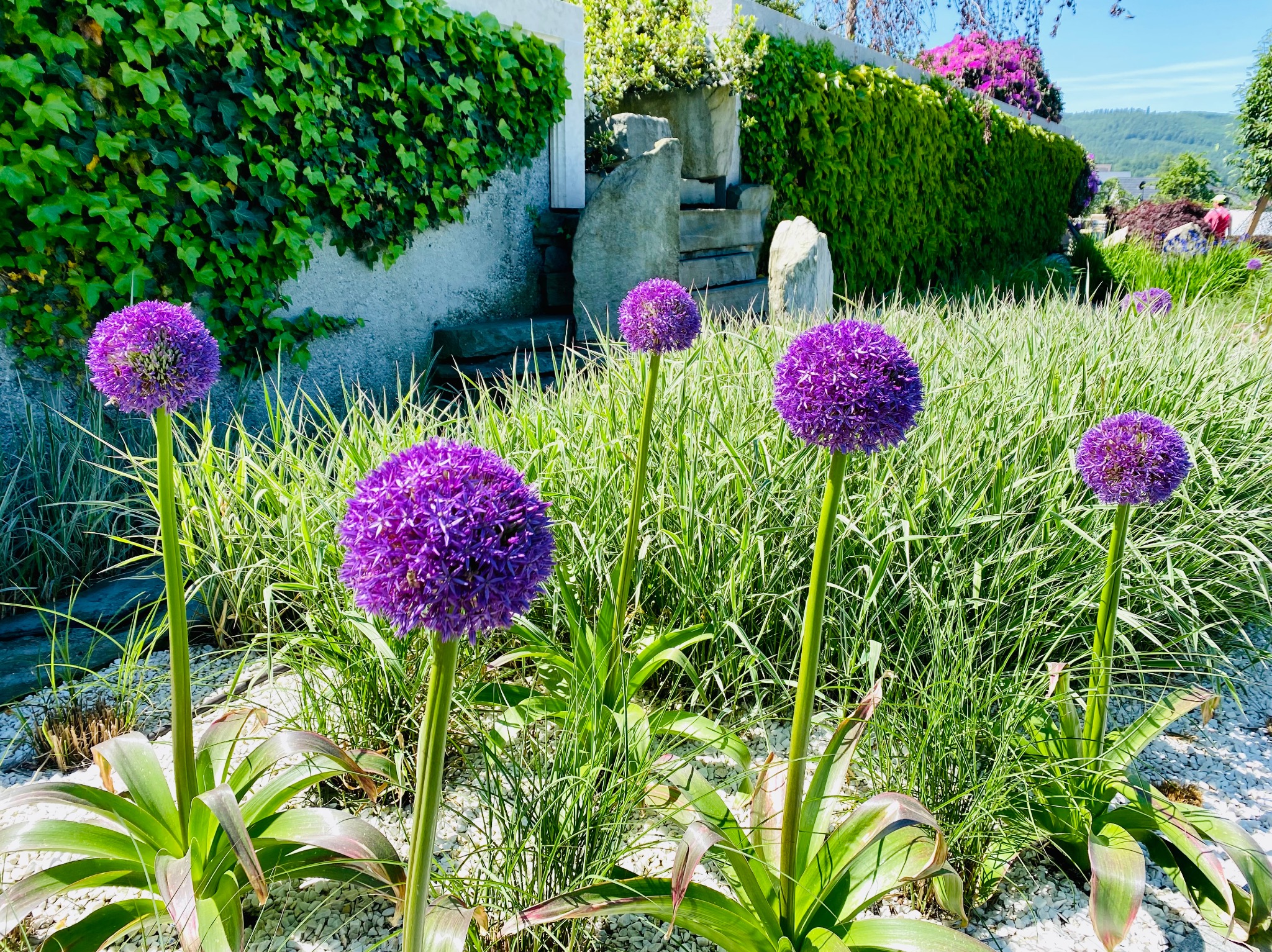 Kwitnące czosnki ozdobne 'Globemaster' w ogrodzie z kamiennymi schodami i ścianą porośniętą bluszczem.