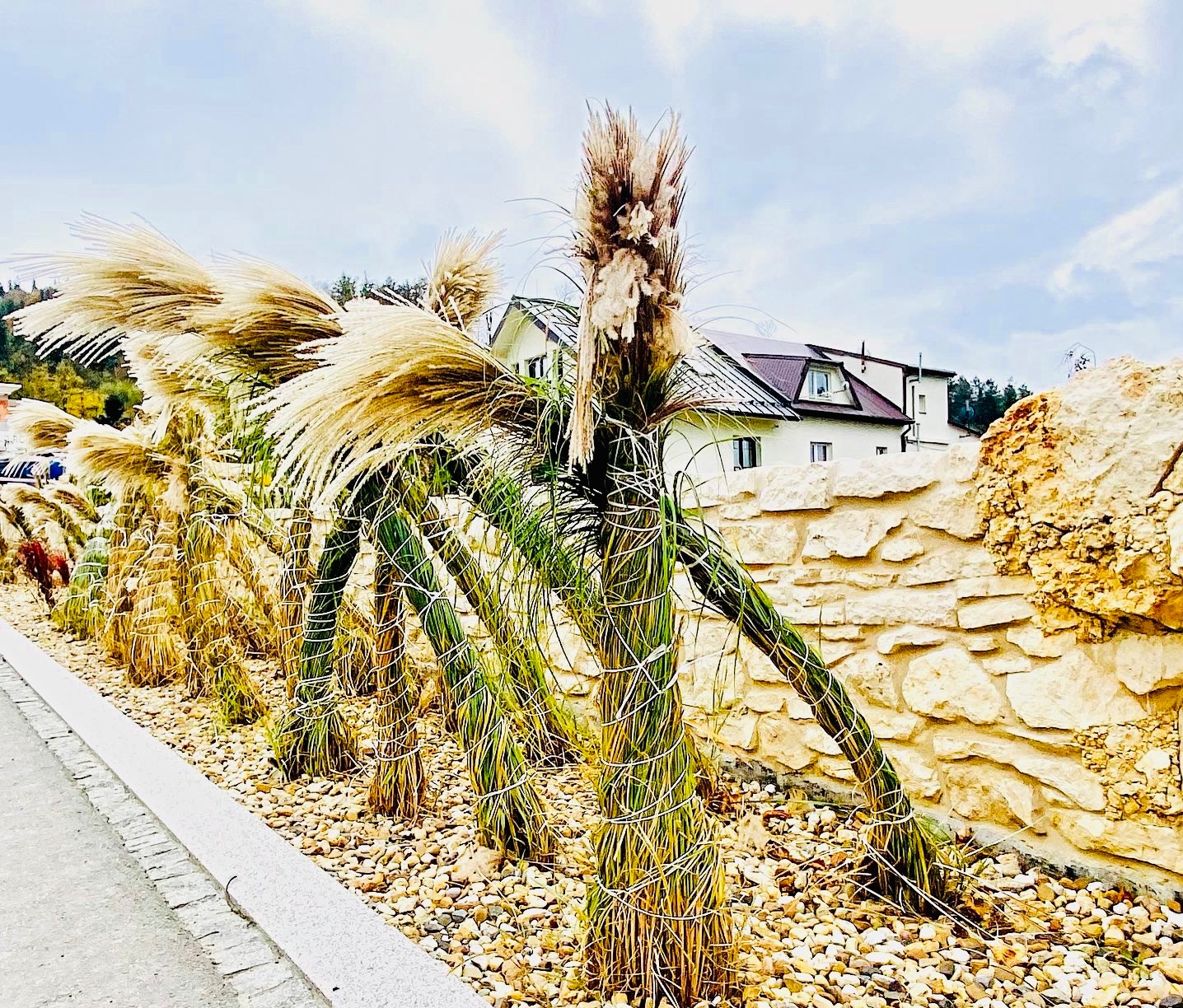 Rząd traw ozdobnych, zabezpieczonych sznurkiem, rosnących wzdłuż kamiennego murku, z widokiem na dom w tle.