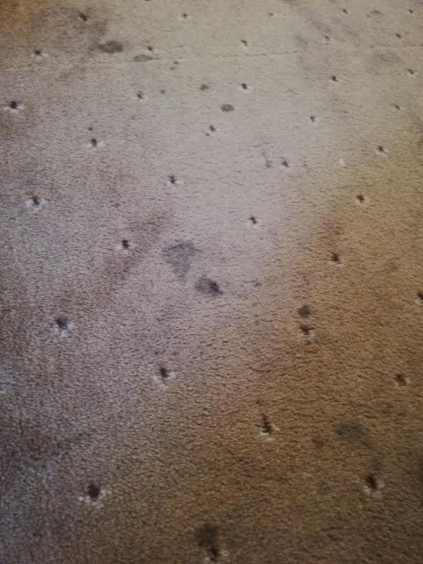 Beżowy dywan z licznymi, ciemnymi plamami i punktowymi zabrudzeniami widocznymi z bliska.