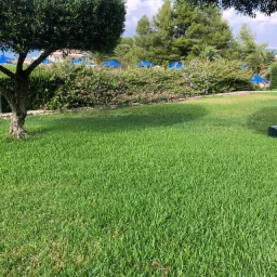 Starannie utrzymany trawnik z regularnie przycinaną trawą, z widocznym fragmentem drzewa i kwitnącym żywopłotem w tle, całość w słoneczny dzień.