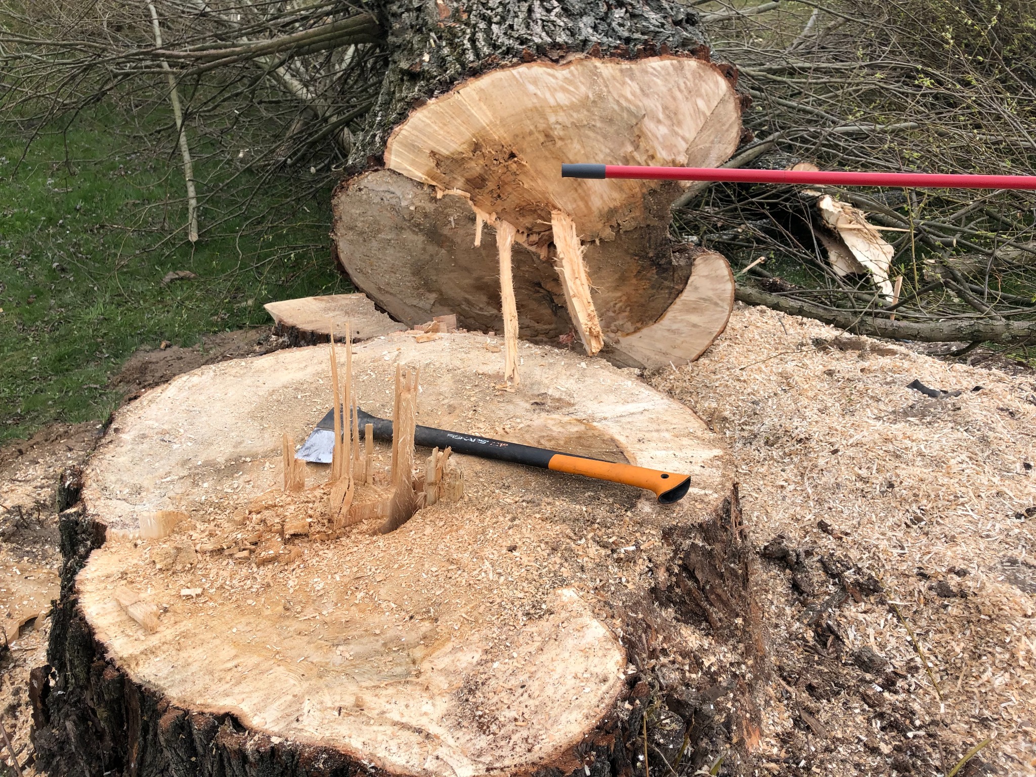 Ścięty pień drzewa w Antoninku z wbitym toporem Fiskars i rozsypanymi wiórami, obok leży odcięty kawałek pnia i czerwony kij.