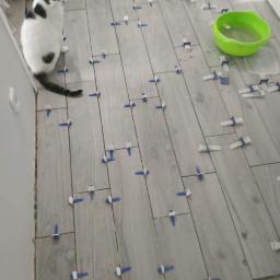 Michał Krypowicz - Układanie szarych płytek podłogowych imitujących drewno z użyciem niebieskich krzyżyków dystansowych; w rogu pomieszczenia siedzi kot obserwujący pracę.