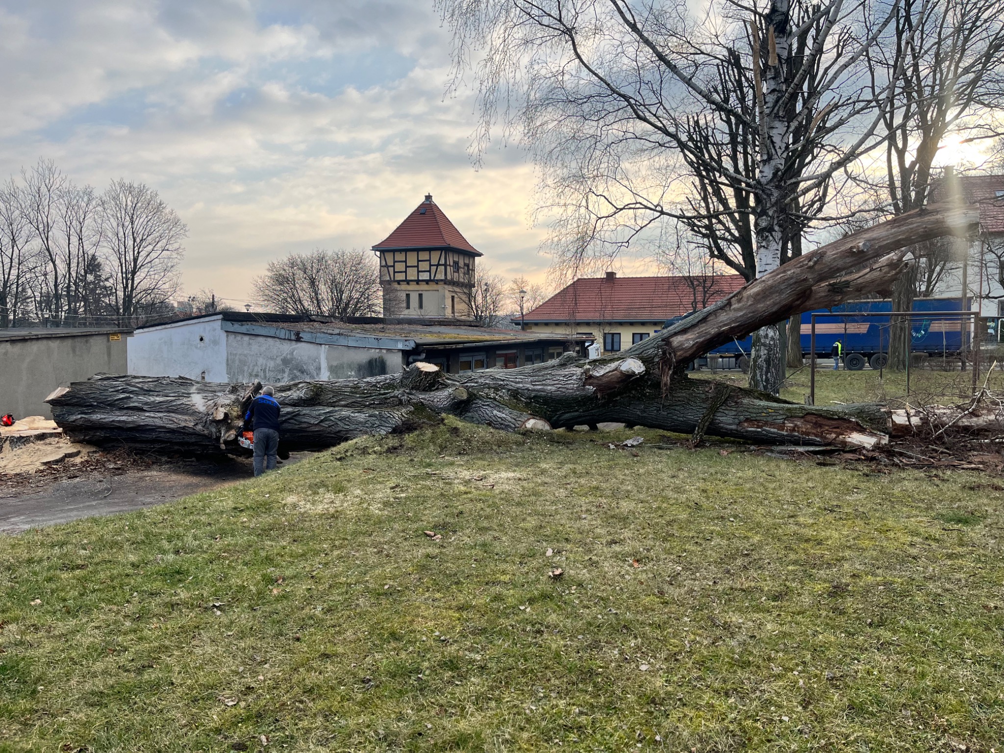 Mężczyzna w niebieskiej bluzie tnie powalone drzewo piłą spalinową na tle zabudowań z wieżą.