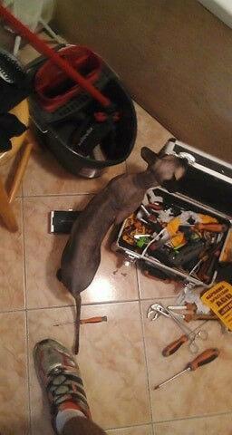 Kot rasy sfinks w pobliżu otwartej skrzynki z narzędziami na podłodze z płytek, obok widoczna stopa w sportowym bucie i wiadro z mopem