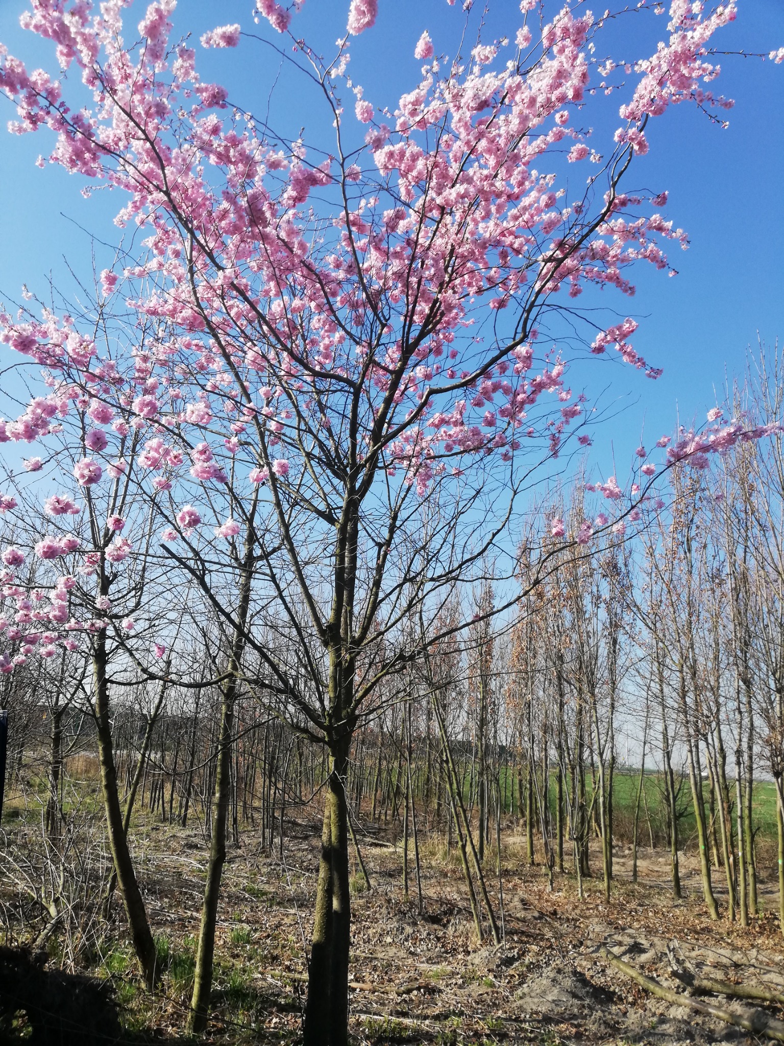 Kwitnąca wiśnia o różowych kwiatach na tle błękitnego nieba, otoczona młodymi drzewkami w szkółce.
