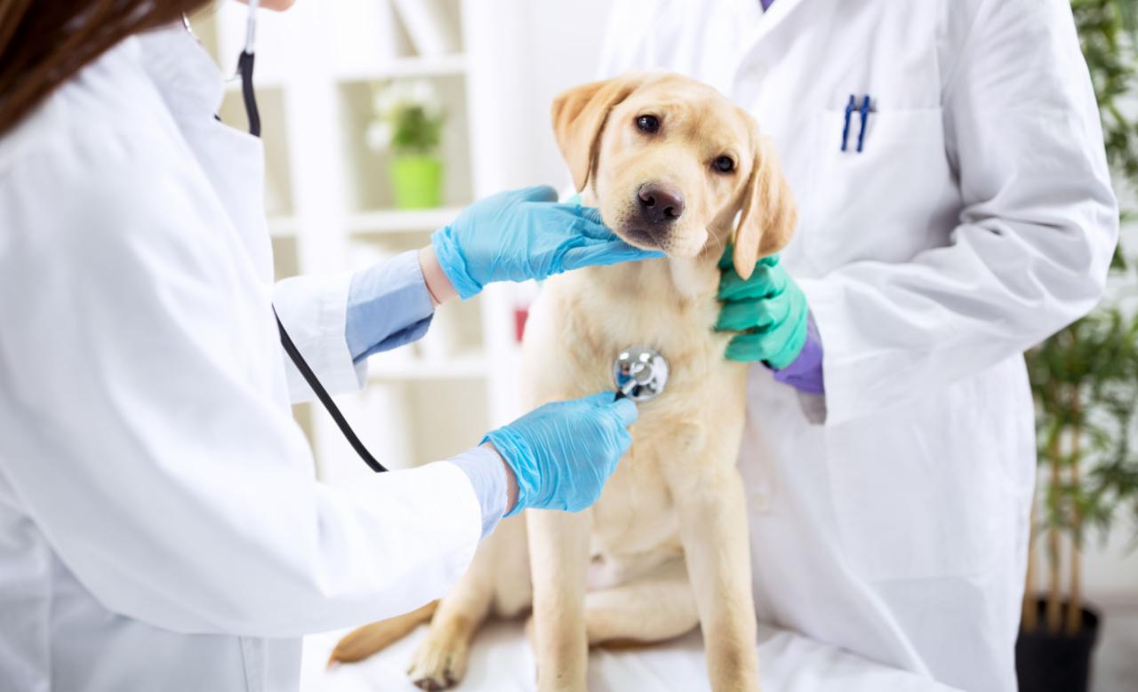 Lekarz w Stargardzie osłuchuje stetoskopem jasnego labradora na białym stole w gabinecie.
