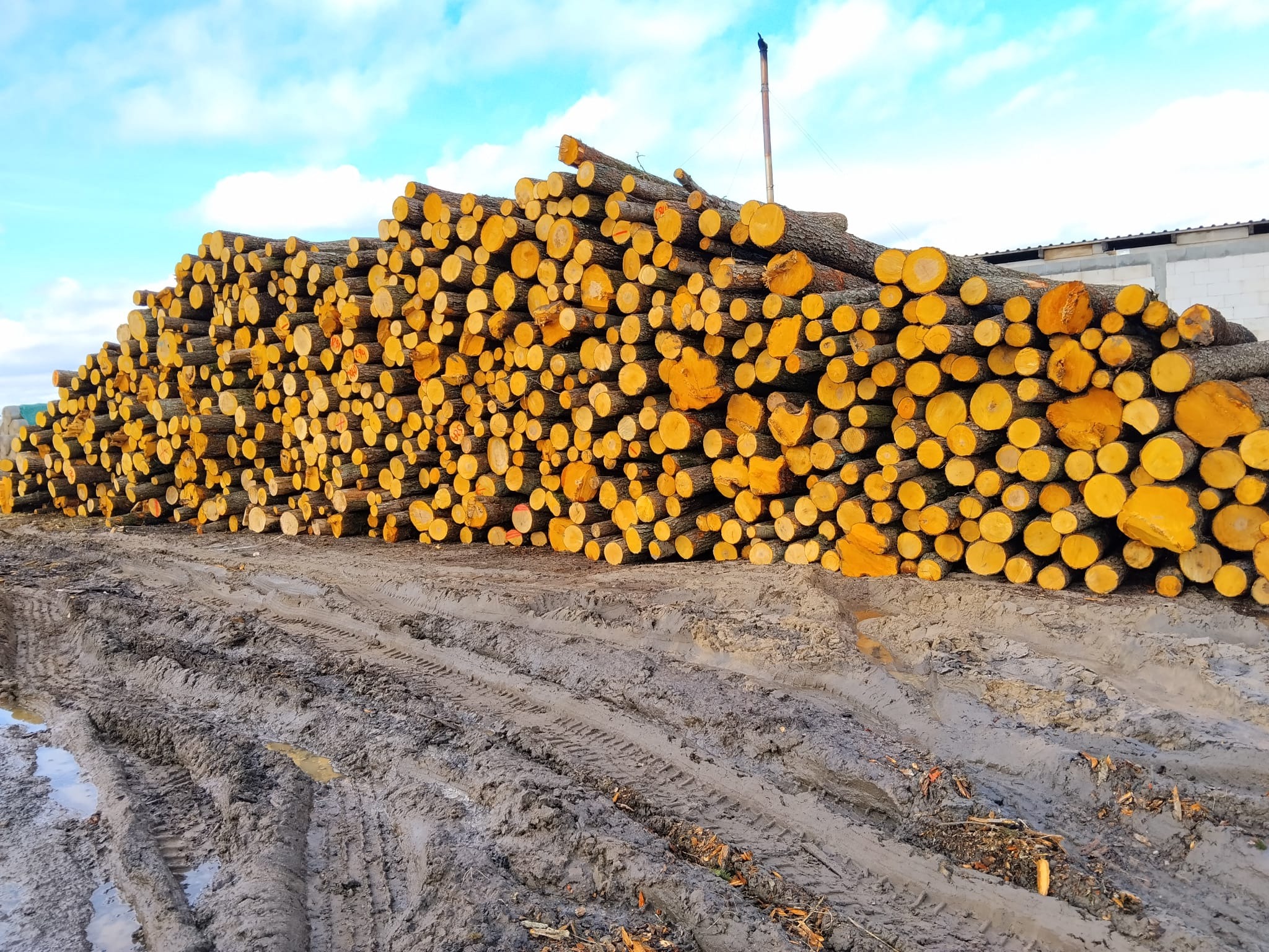 Stos pociętych kłód drewna z widocznymi słojami, ułożonych na ziemi z błotnistymi śladami opon, na tle błękitnego nieba z chmurami i fragmentem budynku.