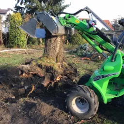 Zielona miniładowarka Avant 630 z łyżką usuwa duży pień drzewa w ogrodzie, odsłaniając korzenie i ziemię.