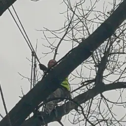 Pracownik w kamizelce odblaskowej, zabezpieczony linami, wspina się na wysokie drzewo z gołymi gałęziami, przygotowując się do cięcia.