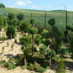 Szkółka drzew ozdobnych z formowanymi iglakami w kształcie kul, na tle pola uprawnego i ogrodzenia z siatki.
