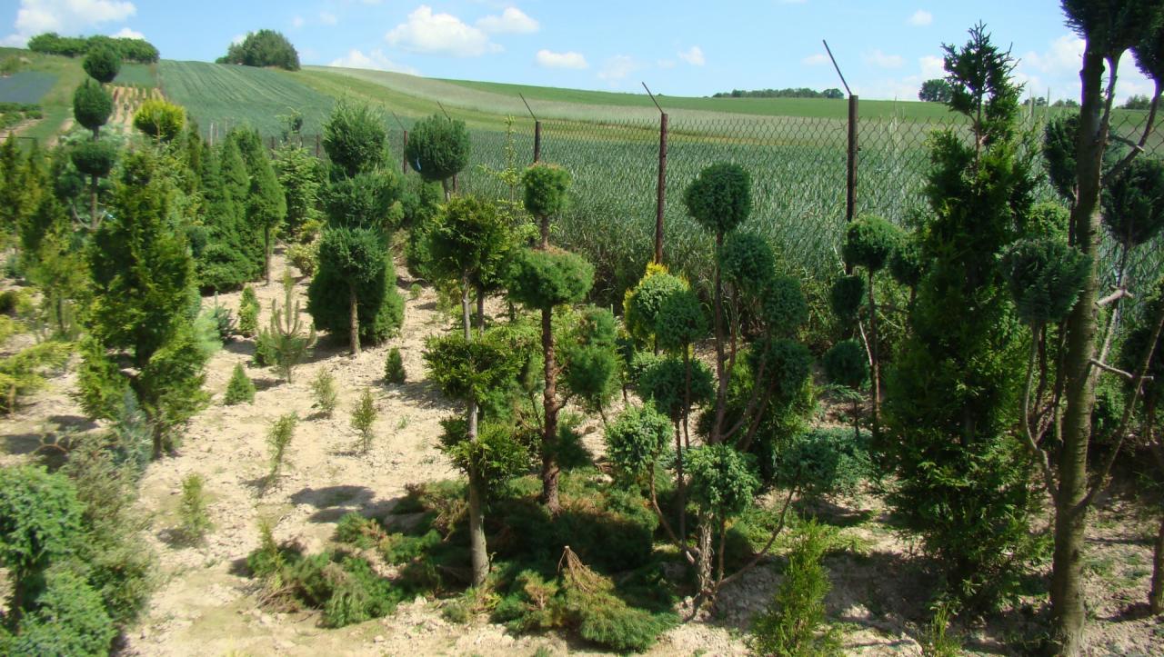Szkółka drzew ozdobnych z formowanymi iglakami w kształcie kul, na tle pola uprawnego i ogrodzenia z siatki.