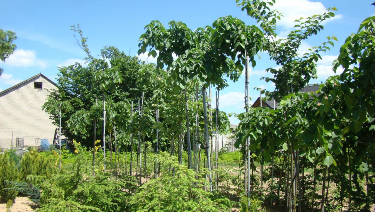 Młode drzewa formowane w kuliste korony, podparte palikami, na tle budynku mieszkalnego i zieleni ogrodu.
