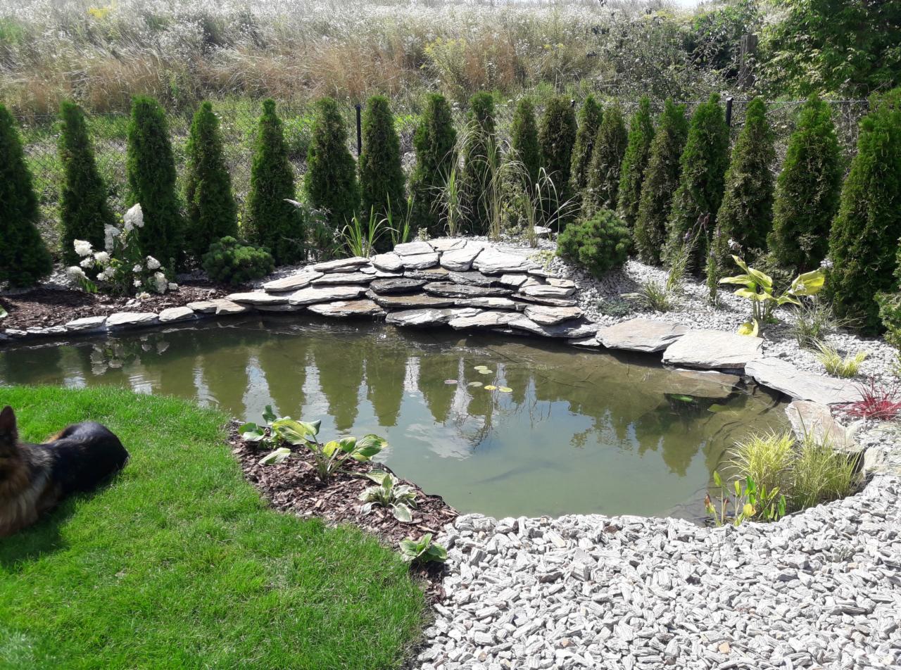 Oczko wodne w ogrodzie z kamienną kaskadą, otoczone tujami i ozdobnym żwirem; pies rasy owczarek niemiecki leży na trawie obok.