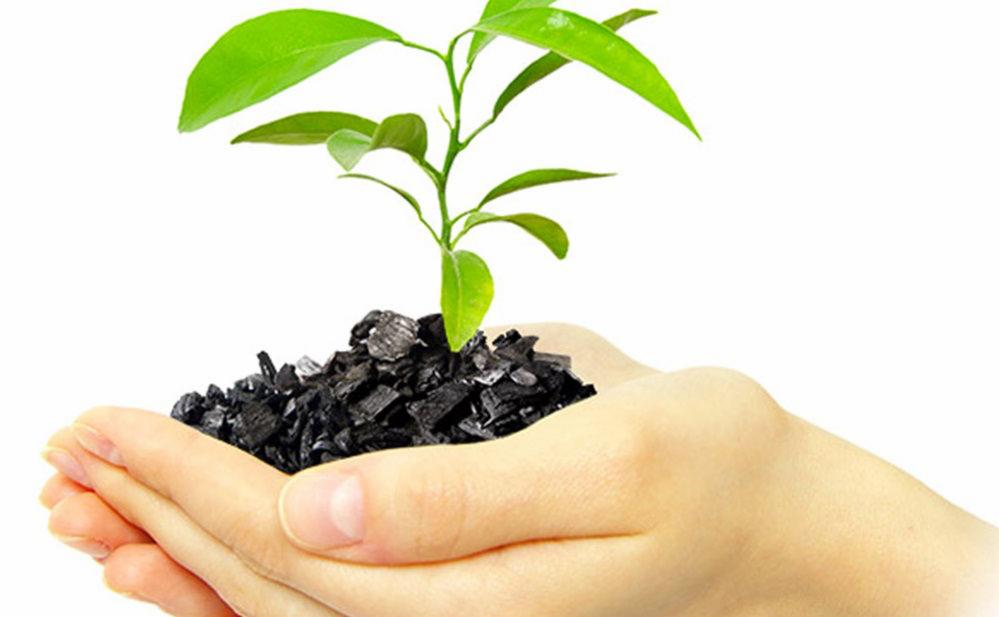 Dłoń trzymająca bryłki węgla z wyrastającą z nich małą sadzonką na białym tle.
