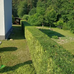 Długi, równo przycięty żywopłot z tuj, oddzielający trawnik od dalszej części ogrodu z altaną i drzewami, widok z góry.