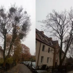 Wykonując zabiegi pielęgnacyjne staramy się jak najmniej usuwać zdrowe części drzewa.