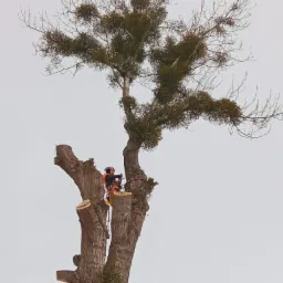 Wycinka sekcyjna 27m topoli pomiędzy blokami w Gdańsku.