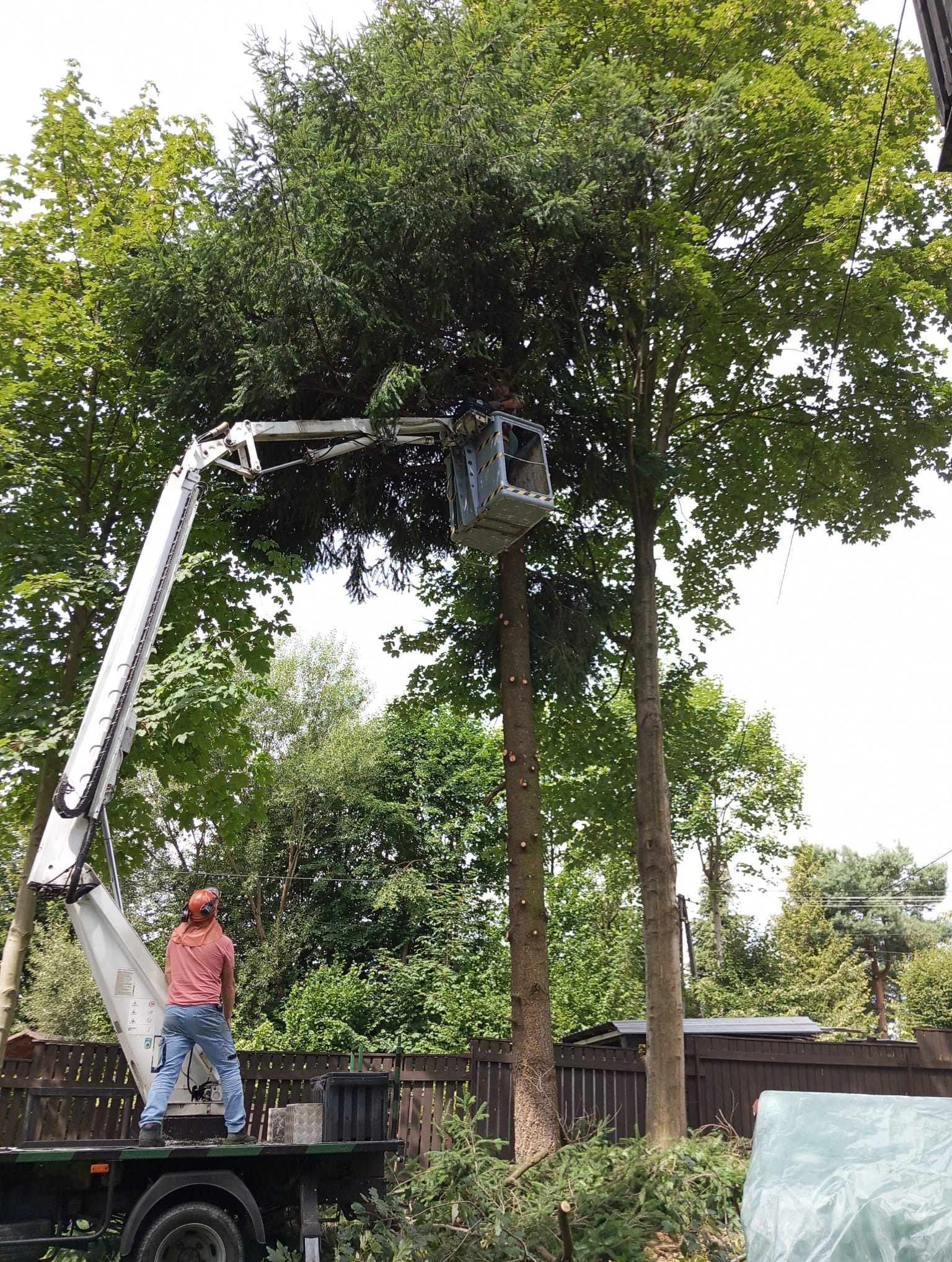 Pracownik w podnośniku koszowym przycina wysokie drzewo iglaste. Na ziemi leżą odcięte gałęzie. Widoczny fragment ogrodzenia i inne drzewa w tle.