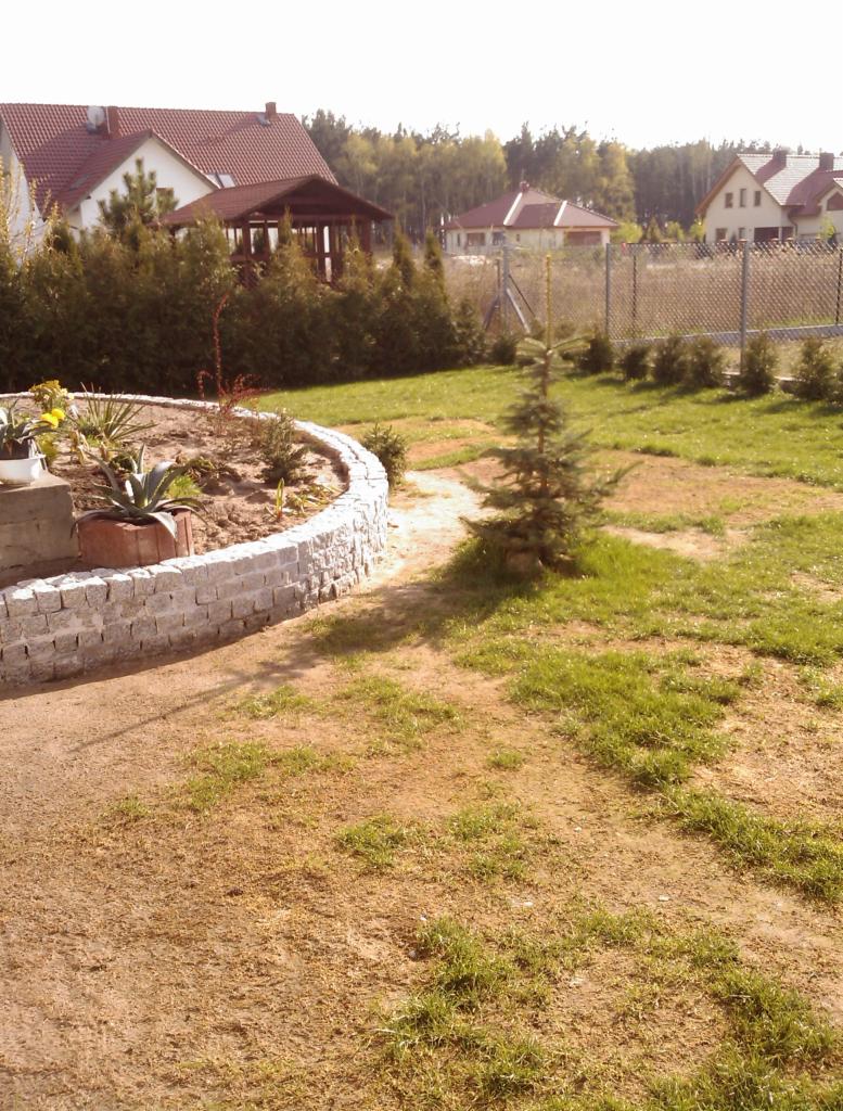 Ogród w trakcie aranżacji z niskim obrzeżem z jasnej kostki granitowej wokół rabaty, widoczne młode drzewko iglaste i trawnik w sąsiedztwie domów jednorodzinnych.
