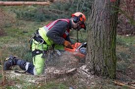Arborysta w kasku i słuchawkach ochronnych, zabezpieczony linami, tnie piłą spalinową pień drzewa w lesie, wióry lecą spod piły.