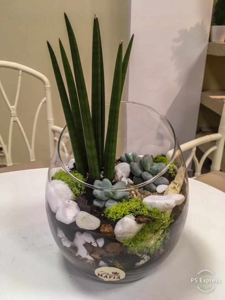 Szklane naczynie z kompozycją roślinną: sansewieria cylindryczna, sukulenty, mech, białe kamienie i brązowe elementy dekoracyjne, na białym stole, z logo 'Flowers Mafia' na szkle.