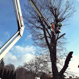 Logar - wycinka drzew Krak&oacute;w - Przesadzanie Drzew Krak&oacute;w