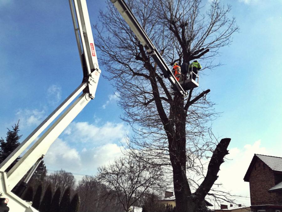 Dwóch pracowników w pomarańczowym i zielonym ubraniu roboczym na podnośniku koszowym obcina gałęzie wysokiego drzewa w Krakowie, na tle błękitnego nieba z chmurami.