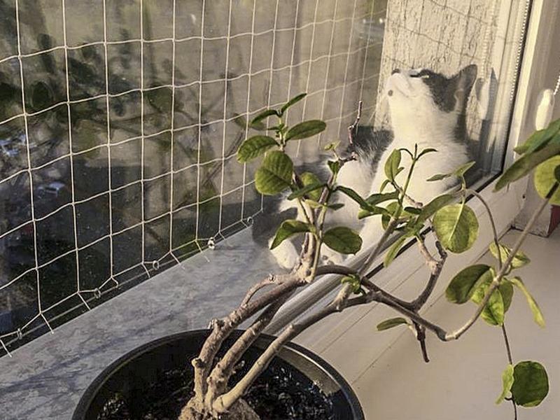 Biało-czarny kot wpatruje się w siatkę zabezpieczającą okno, obok doniczka z rośliną.