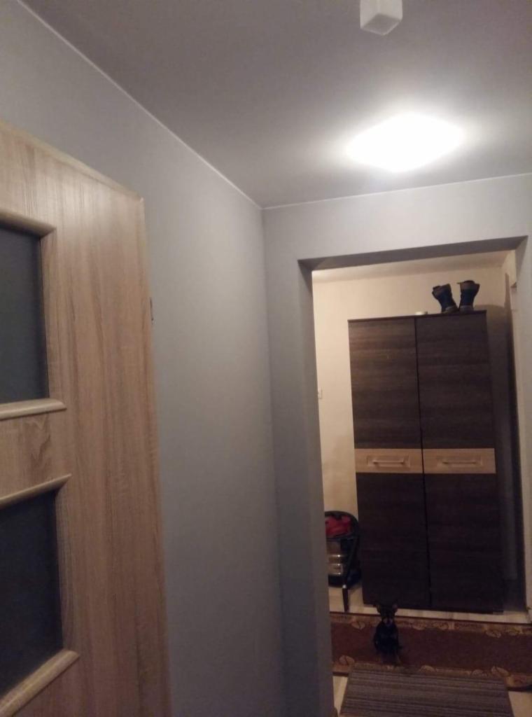 Wnętrze mieszkania po odświeżeniu: szare ściany, drewniane drzwi z szybą, ciemna szafa z jasnymi szufladami w głębi, mały pies siedzący na dywanie.