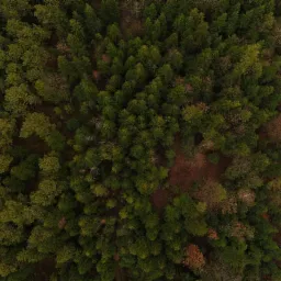 Widok z drona na las mieszany z przewagą drzew iglastych, jesienne przebarwienia, brązowe i zielone korony drzew.