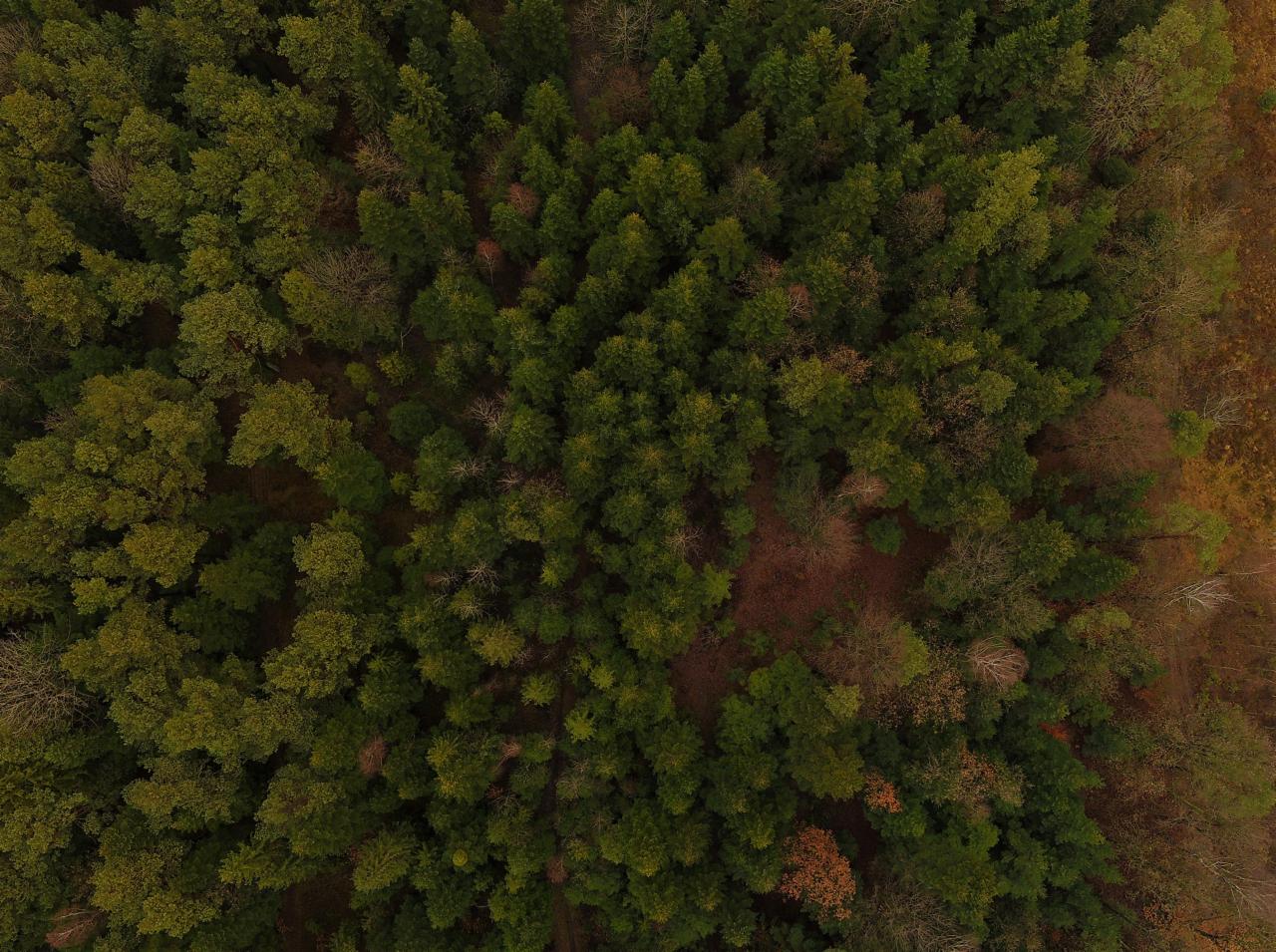 Widok z drona na las mieszany z przewagą drzew iglastych, jesienne przebarwienia, brązowe i zielone korony drzew.
