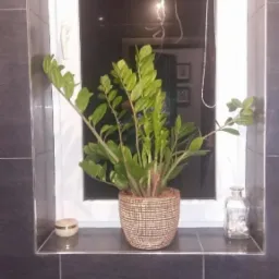 Zamiokulkas w plecionym koszu na parapecie łazienki wykończonej ciemnymi płytkami, widoczny flakonik z muszelkami i odbicie lampy w oknie.