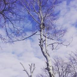 alpistom - Nasadzanie Drzew Żarki