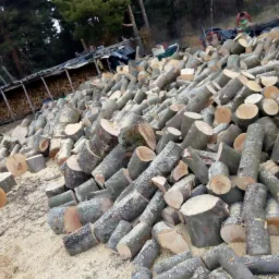 Stos pociętych kłód drewna liściastego z widocznymi słojami, pokrytych świeżymi trocinami, na tle lasu i drewnianej szopy na drewno.