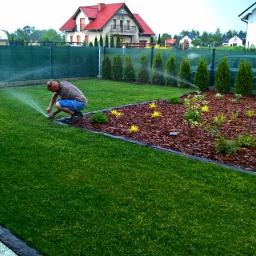 Beltane Ogrody - Mężczyzna reguluje dyszę zraszacza na tle zadbanego trawnika i rabaty z korą oraz młodymi tujami.