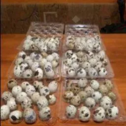 Przepiórcze jaja w plastikowych wytłaczankach na drewnianym stole, widoczne charakterystyczne plamki na skorupkach.