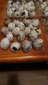 Przepiórcze jaja w przezroczystych plastikowych wytłaczankach na drewnianym blacie stołu, widoczne charakterystyczne brązowe plamki na skorupkach.