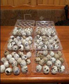 Przepiórcze jaja w plastikowych wytłaczankach na drewnianym stole, widoczne charakterystyczne plamki na skorupkach.