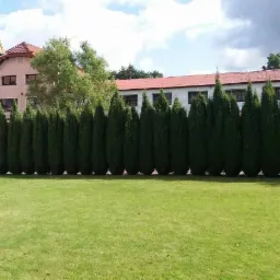 Równy szpaler zielonych drzew iglastych, tworzących żywopłot na tle budynku z czerwonym dachem i zielonym trawnikiem.