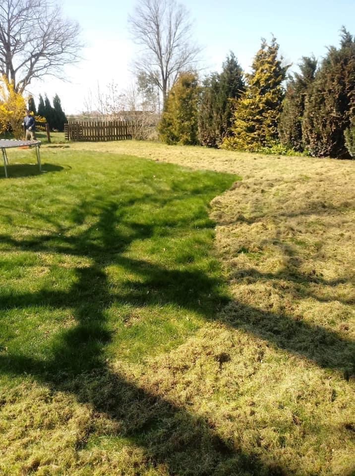Fragment trawnika po wertykulacji z widoczną granicą pomiędzy obszarem po zabiegu a nieobrobionym, w tle drzewa iglaste i osoba przy trampolinie.