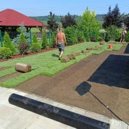 Układanie trawy z rolki w ogrodzie: widok na rozłożone rolki trawy, pracownika bez koszulki oraz walec do trawy, z widoczną siatką pod trawnikiem.