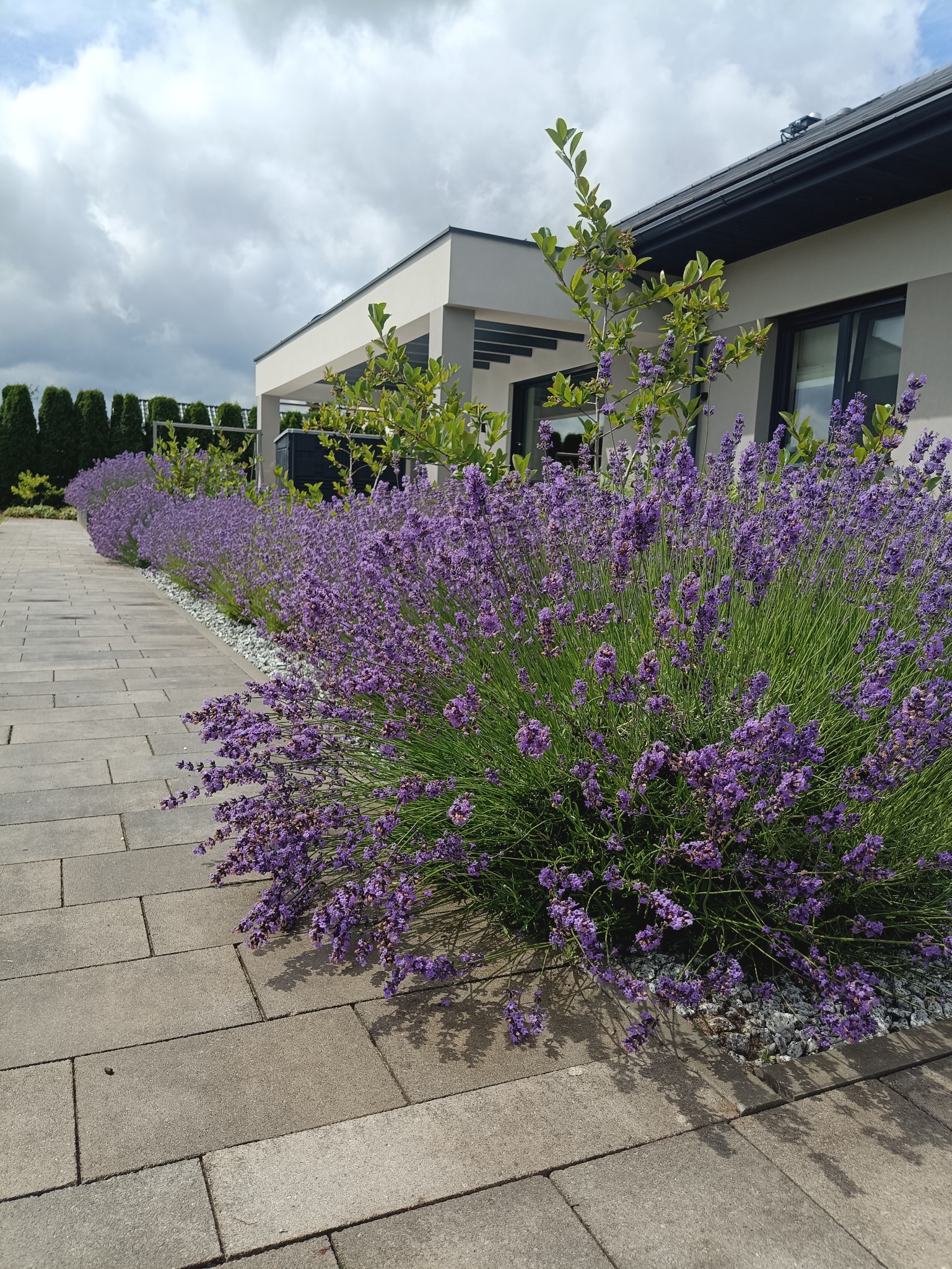 Równy rząd kwitnącej lawendy wzdłuż ścieżki z kostki brukowej, z nowoczesnym domem w tle. Białe kamyczki u podstawy roślin. Słoneczny dzień.
