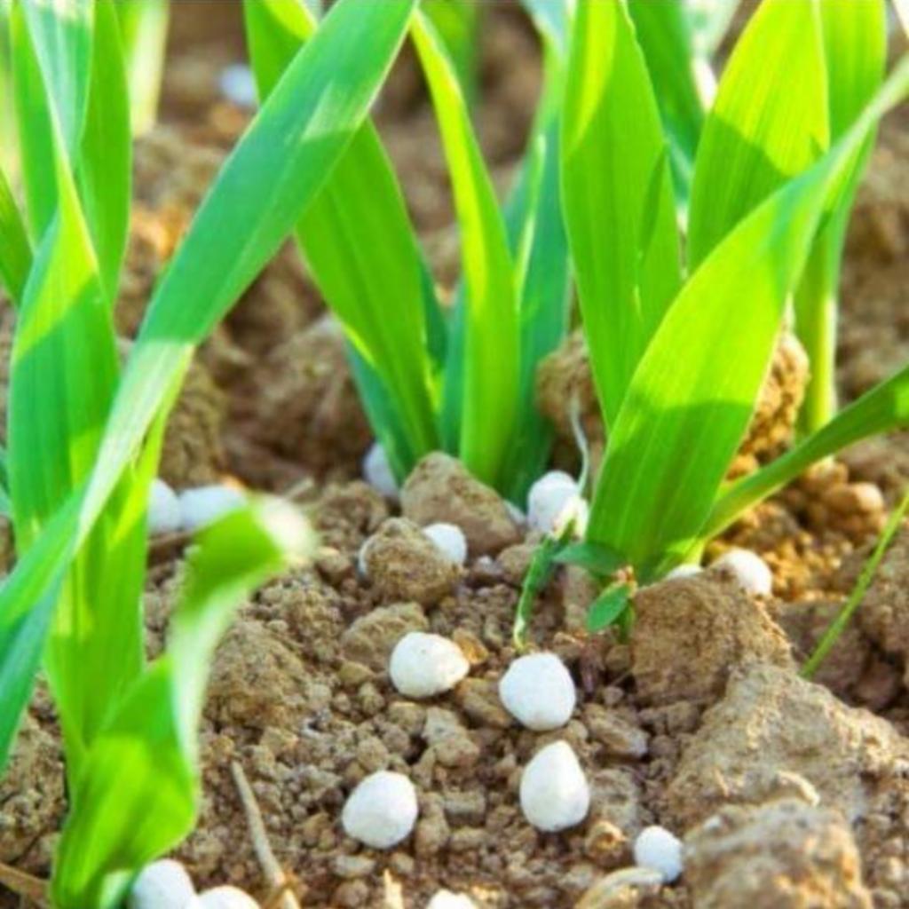 Młode rośliny na polu z rozsypanymi białymi granulkami nawozu mineralnego, widoczne grudki ziemi.